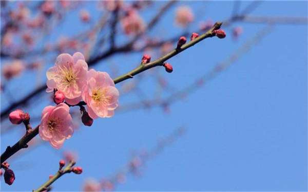 梅花名贵品种有哪些 哪种梅花比较罕见