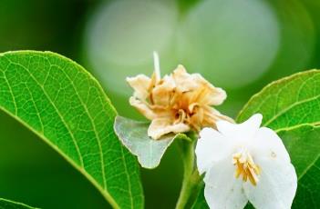 野茉莉