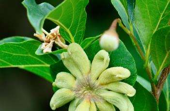 野茉莉