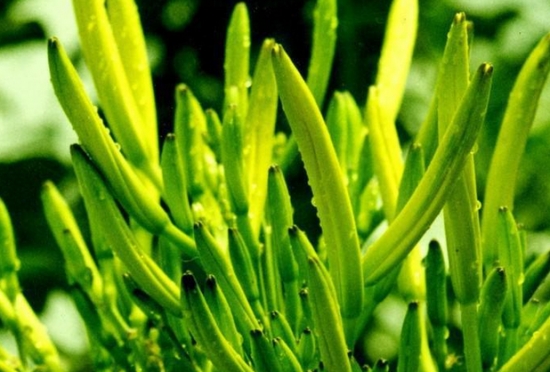 黄花鲜菜 黄花鲜菜