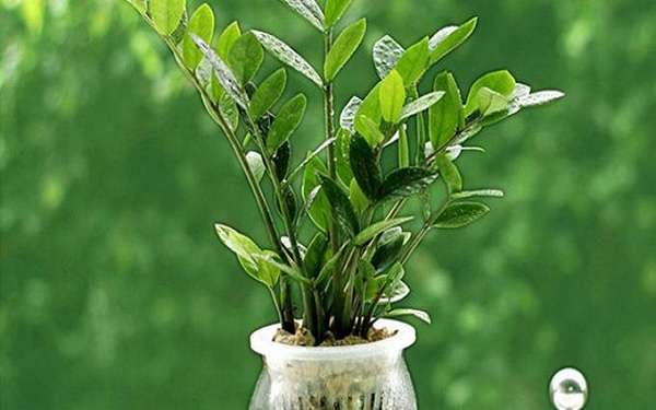 最旺宅的植物有哪些 5种植物旺宅又招财