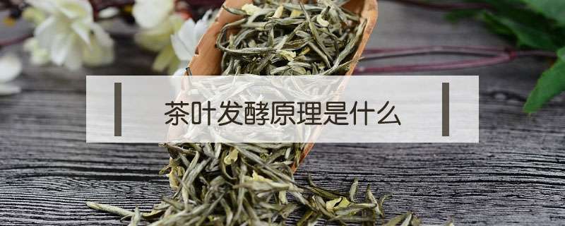 茶叶发酵原理是什么