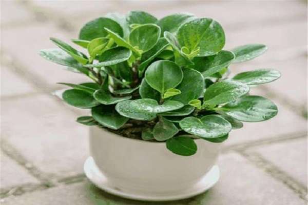 碧玉花的养殖方法 碧玉花应该怎么修剪