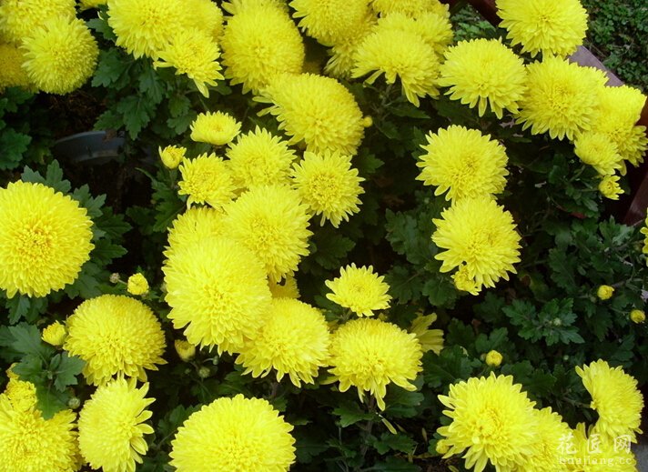 菊花