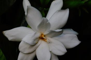 栀子花 栀子花