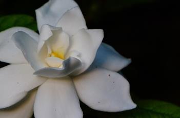 栀子花 栀子花