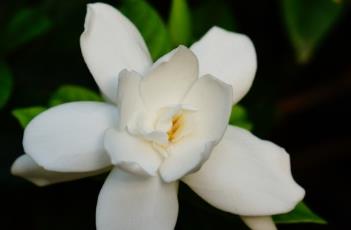 栀子花 栀子花