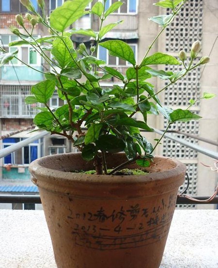 茉莉花的养殖方法