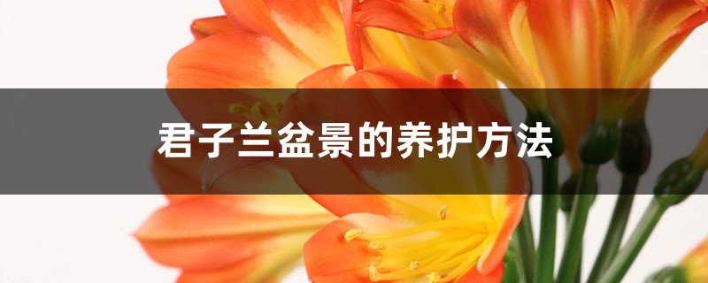 君子兰盆景的养护方法