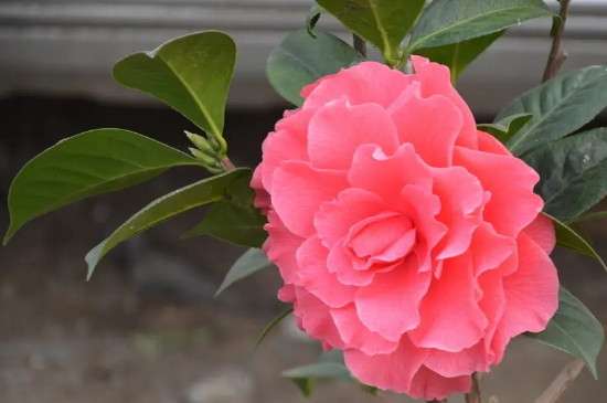 山茶花寓意及花语
