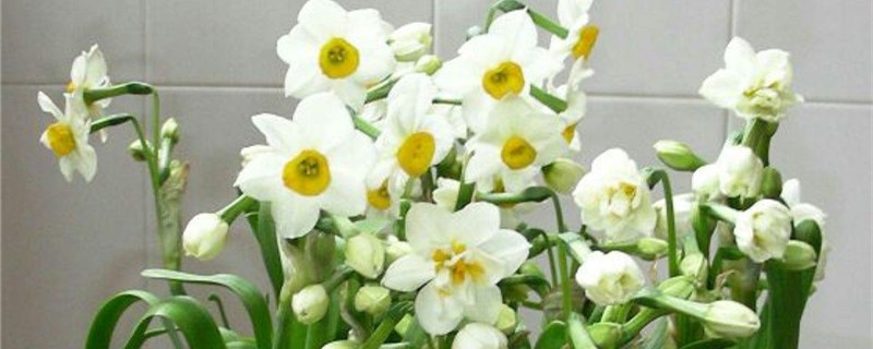 水仙花苞枯萎了怎么办，为什么没开就干了