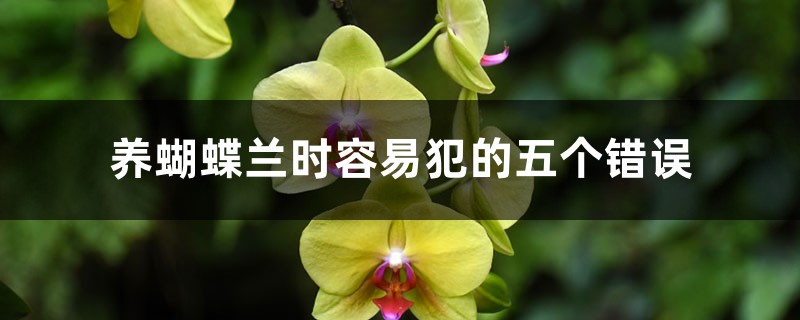 养蝴蝶兰时容易犯的五个错误