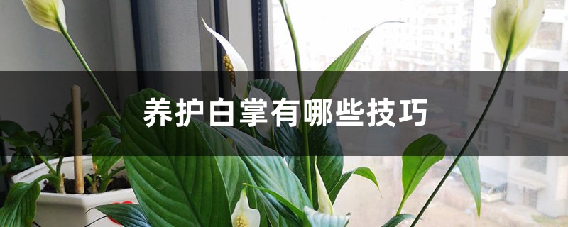 养护白掌有哪些技巧