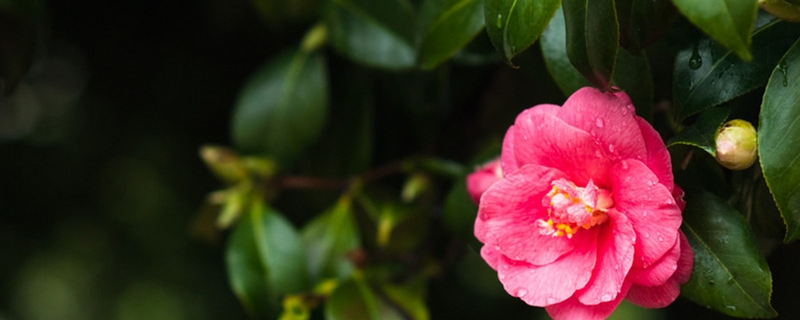 茶花冬天掉叶子是怎么回事，掉叶怎么办