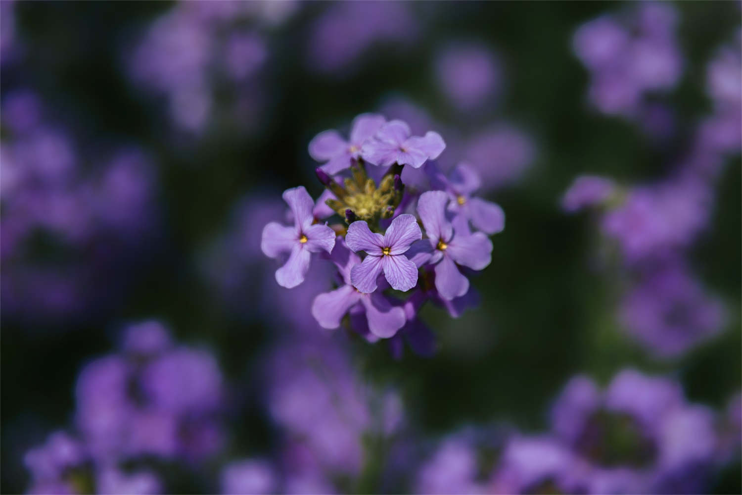 蓝香芥