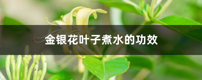 金银花叶子可以煮水吗，叶子煮水的功效