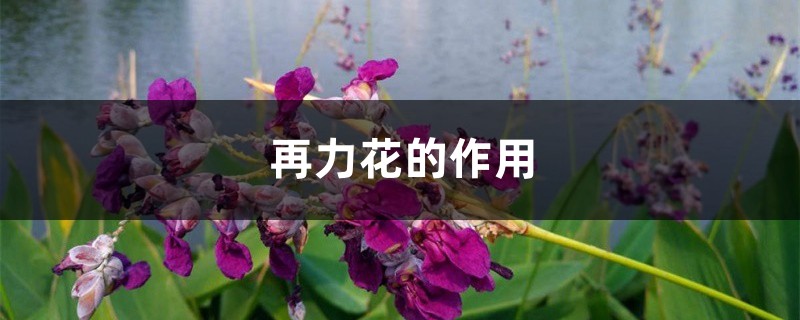 再力花的作用