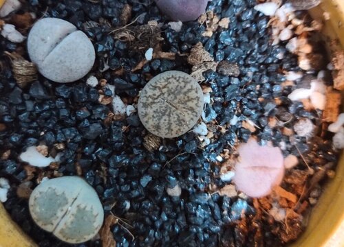 多肉屁屁花1