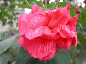 芙蓉花该如何养