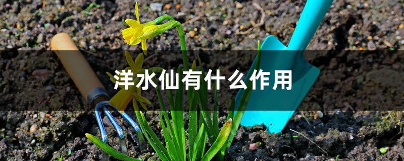 洋水仙有什么作用