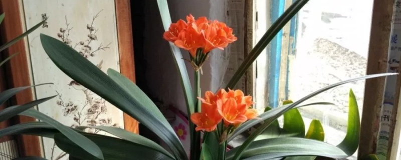君子兰花怎么养，怎么养才能旺盛