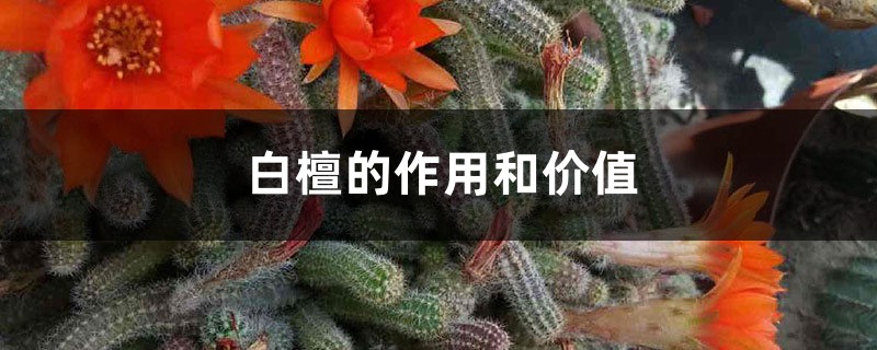 白檀的作用和价值