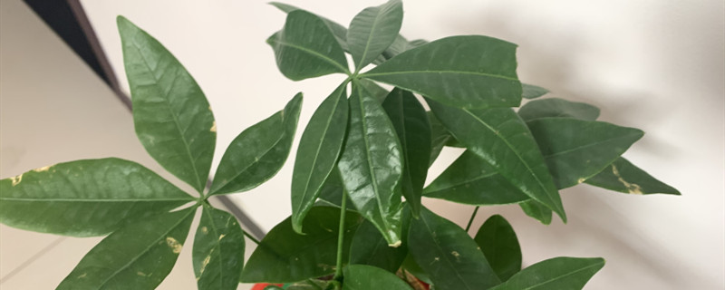 发财树要怎么养，怎么养才能更旺盛