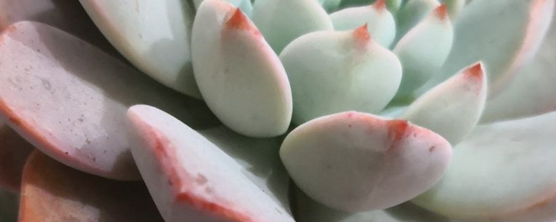 红粉佳人多肉怎么养，是普货吗
