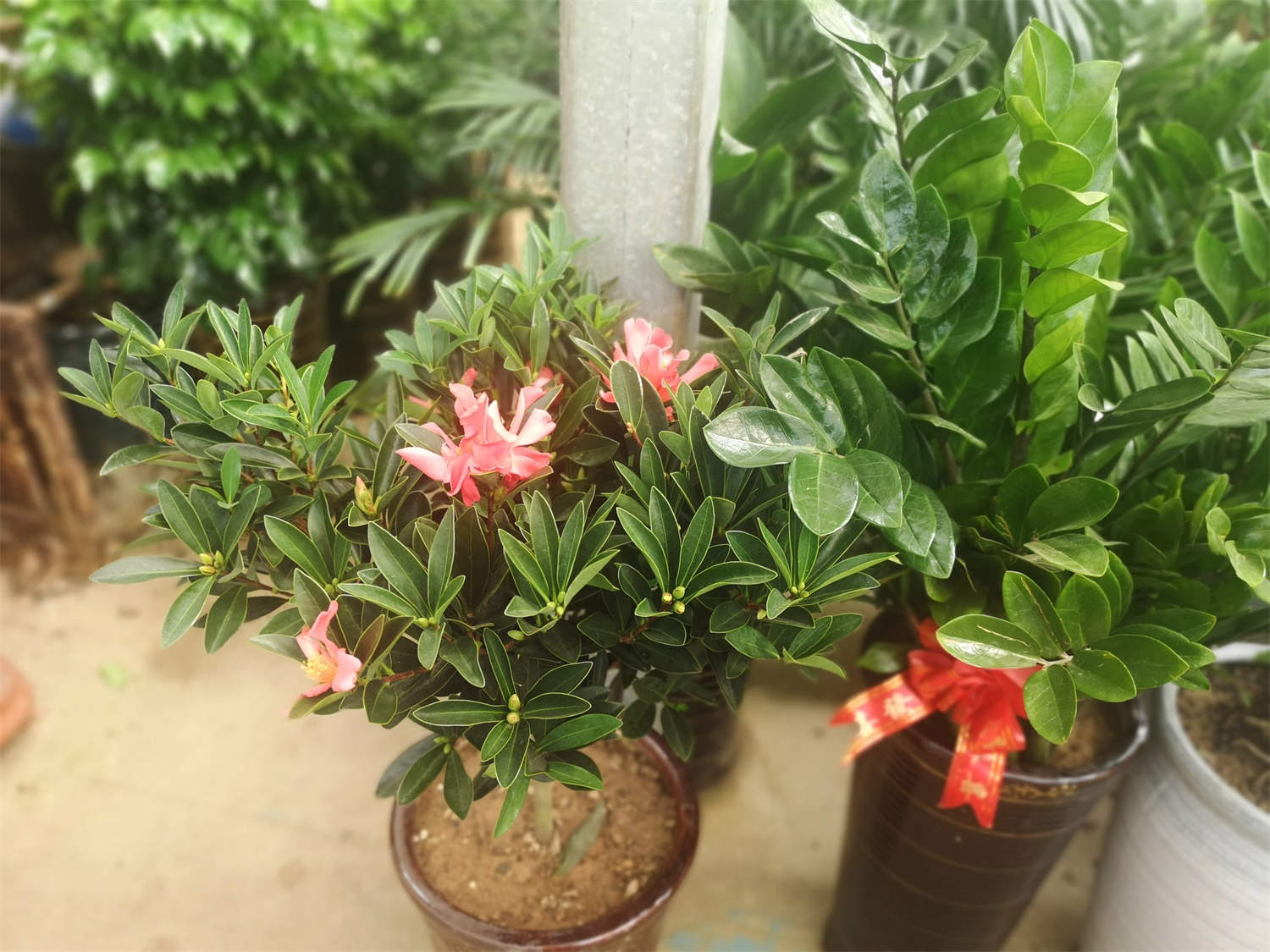 茶花 茶花