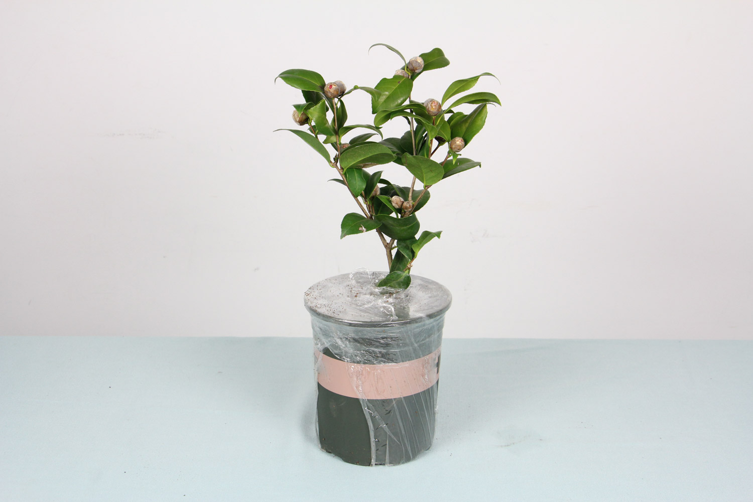 茶花 茶花
