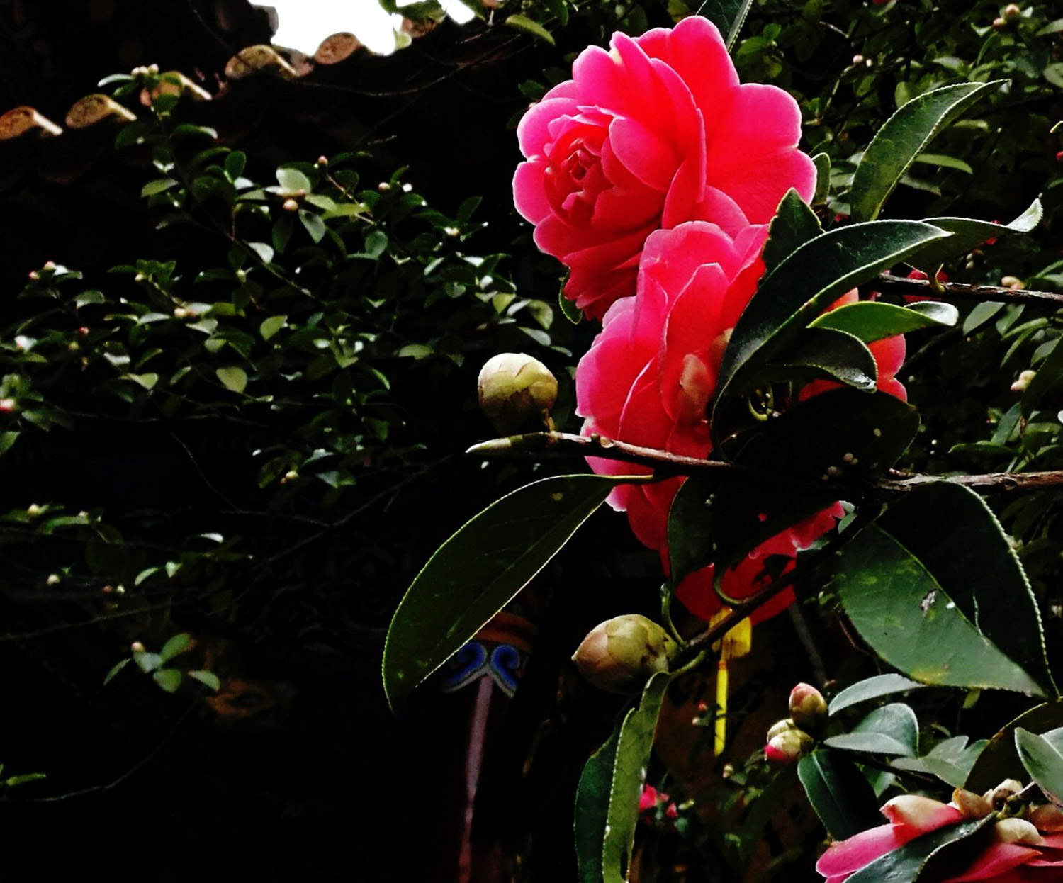 茶花 茶花