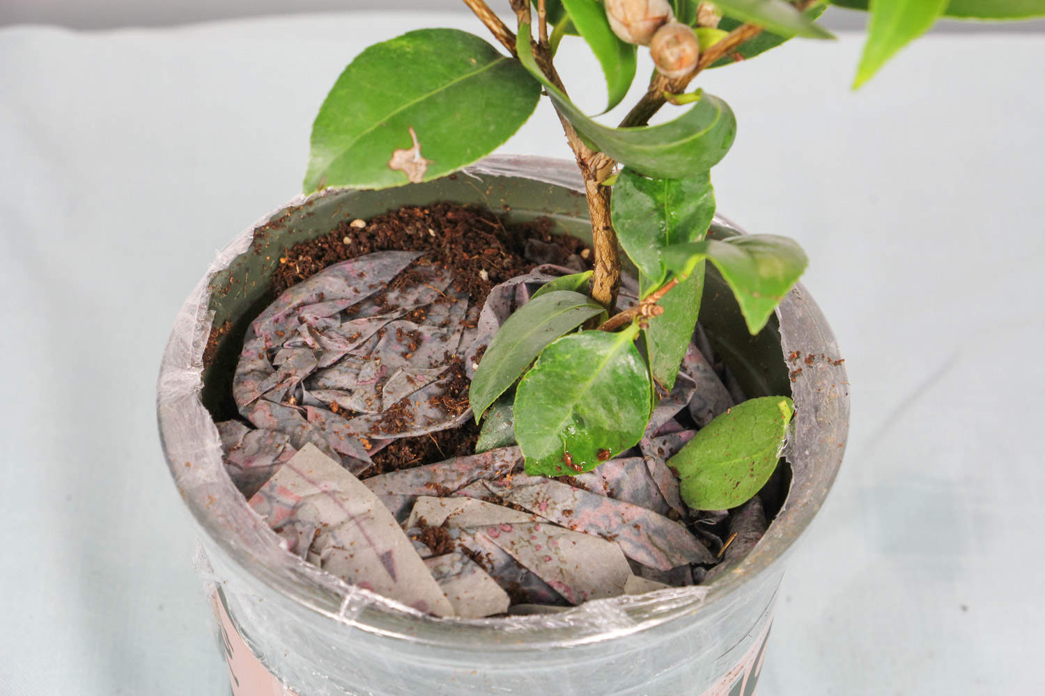 茶花 茶花