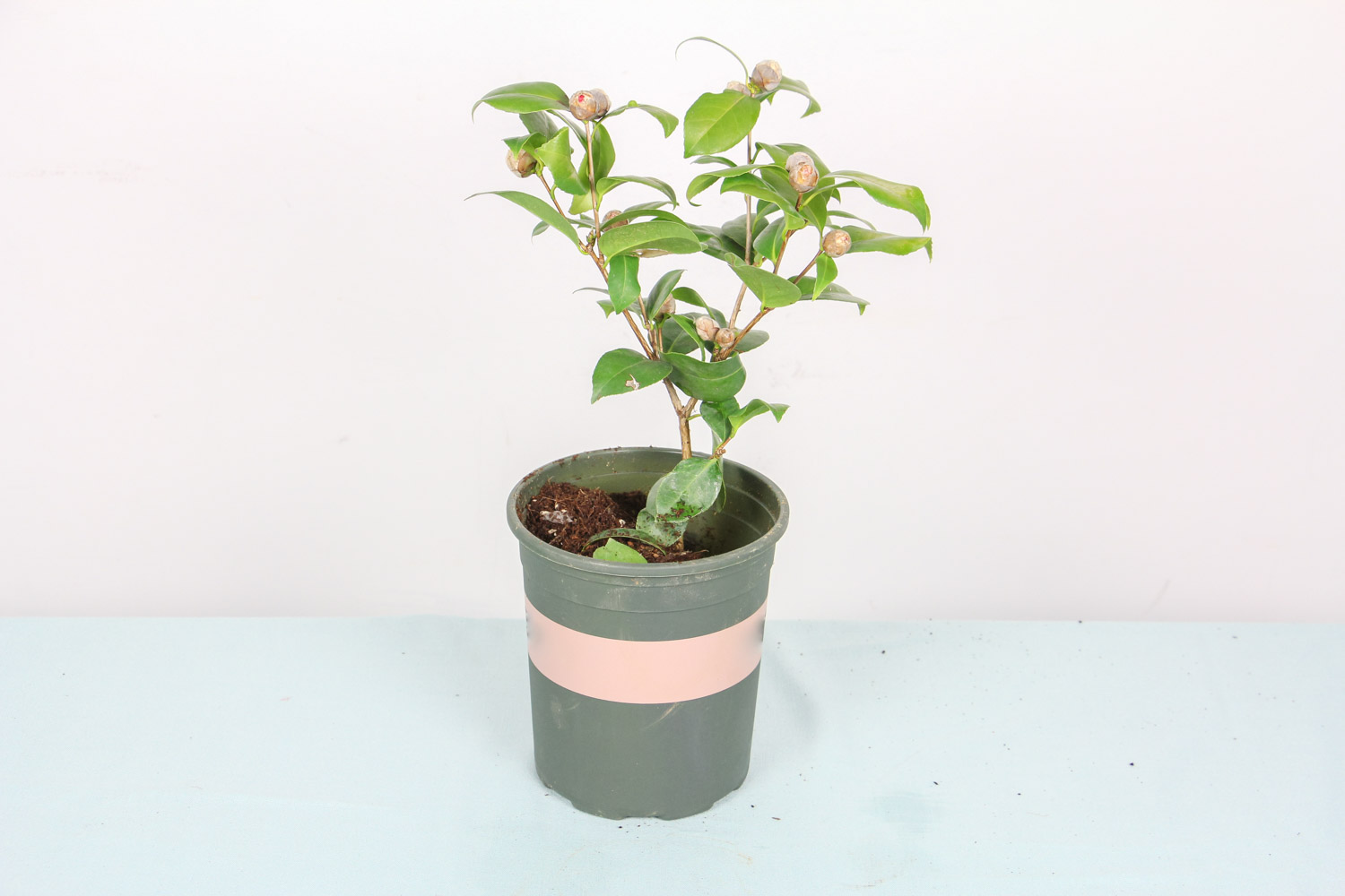 茶花 茶花