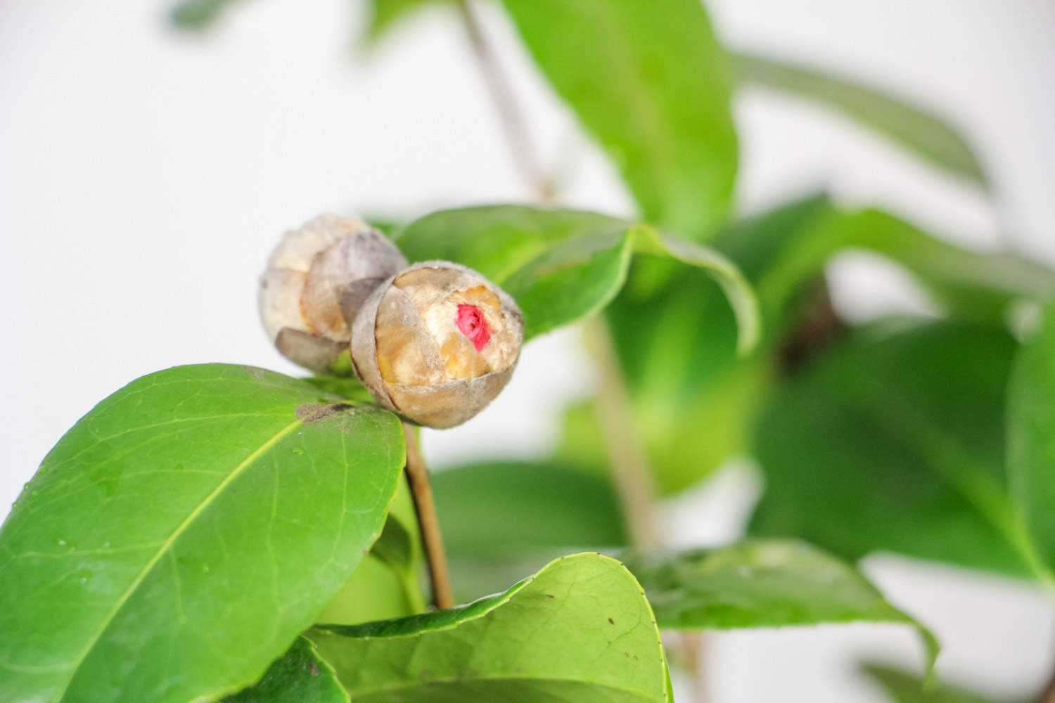 茶花 茶花