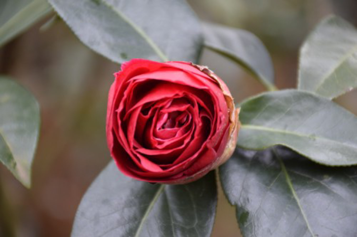 茶花 茶花