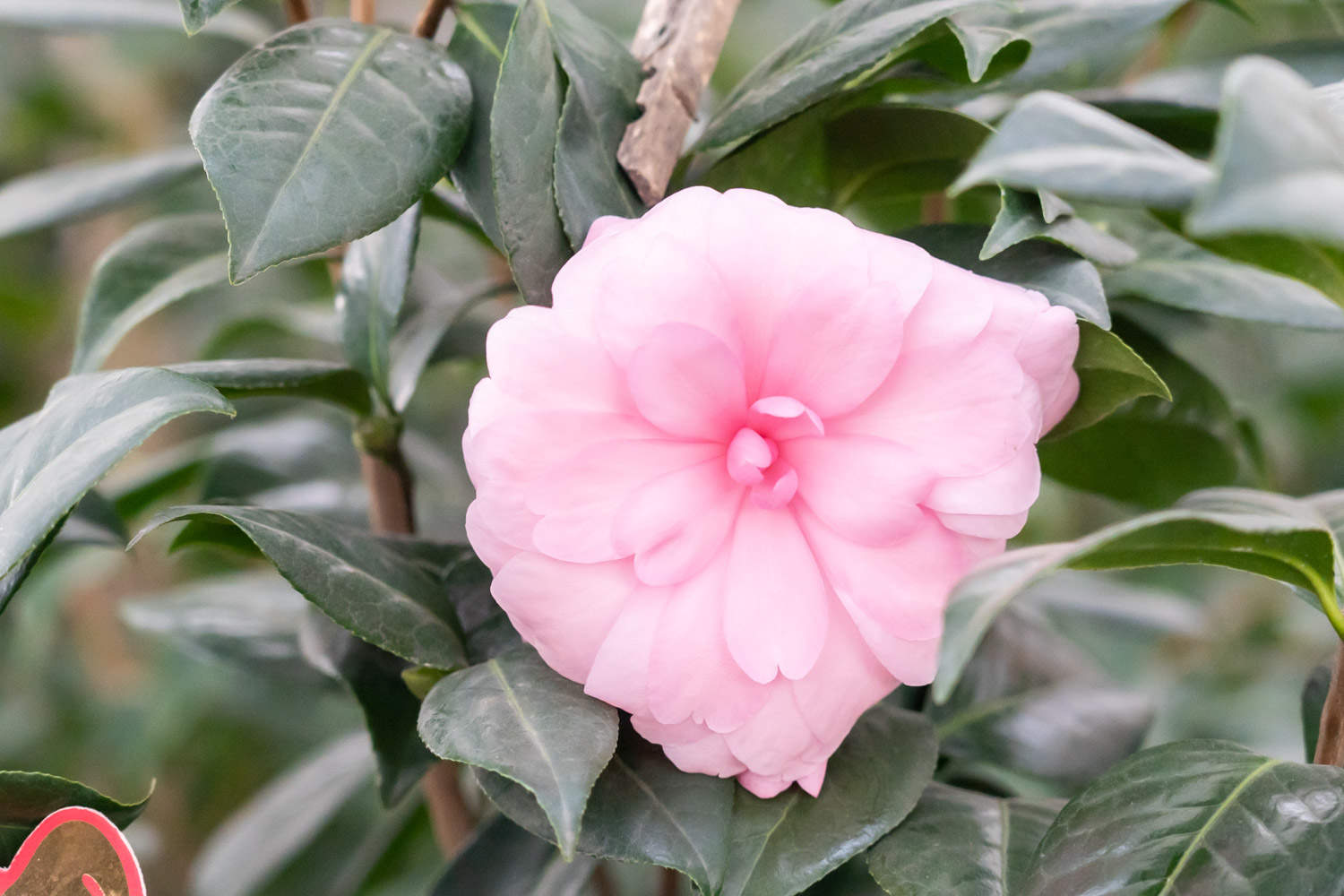 茶花 茶花