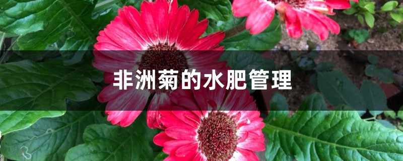 非洲菊的水肥管理