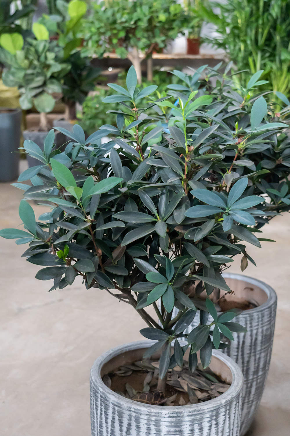 茶花 茶花
