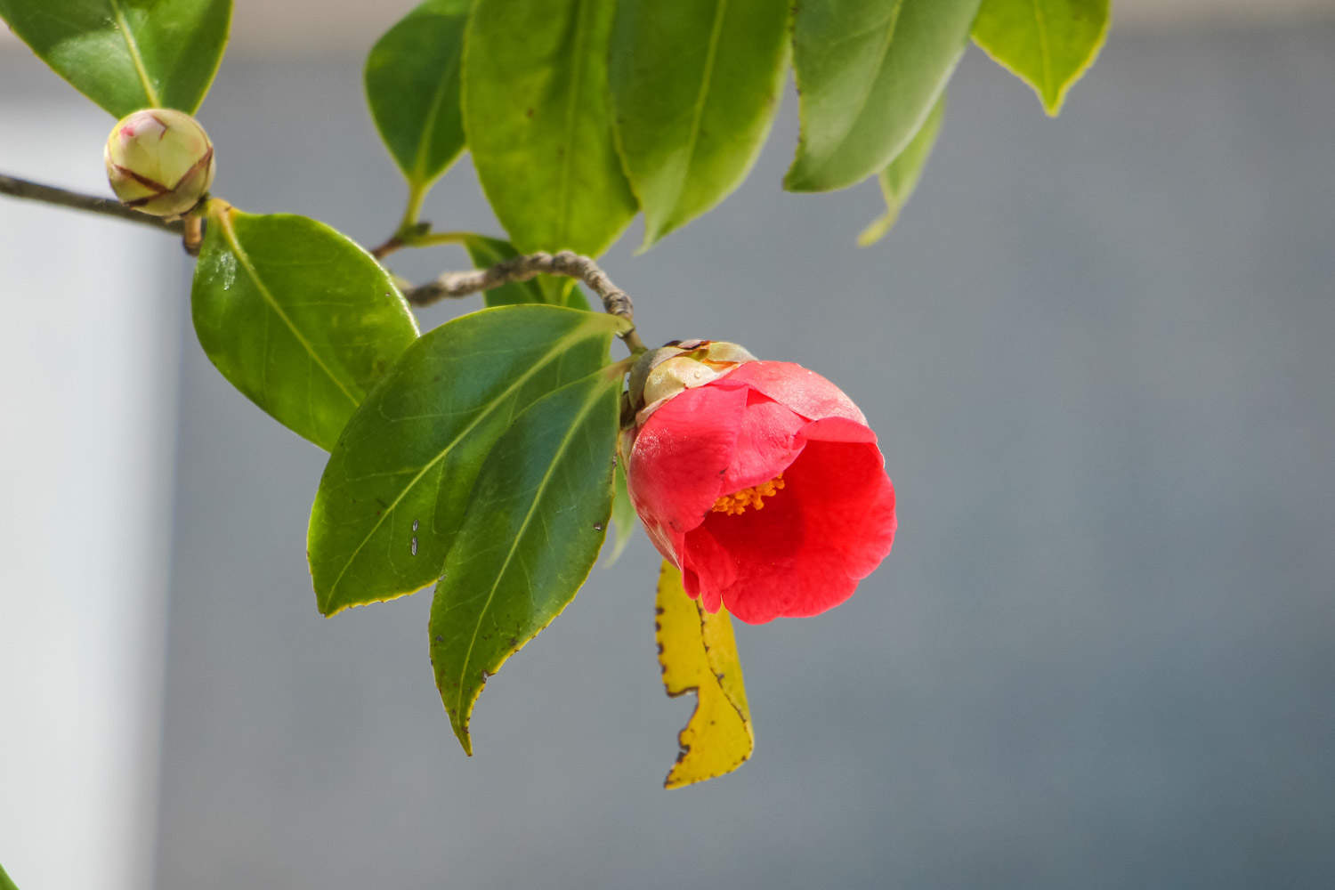 茶花 茶花