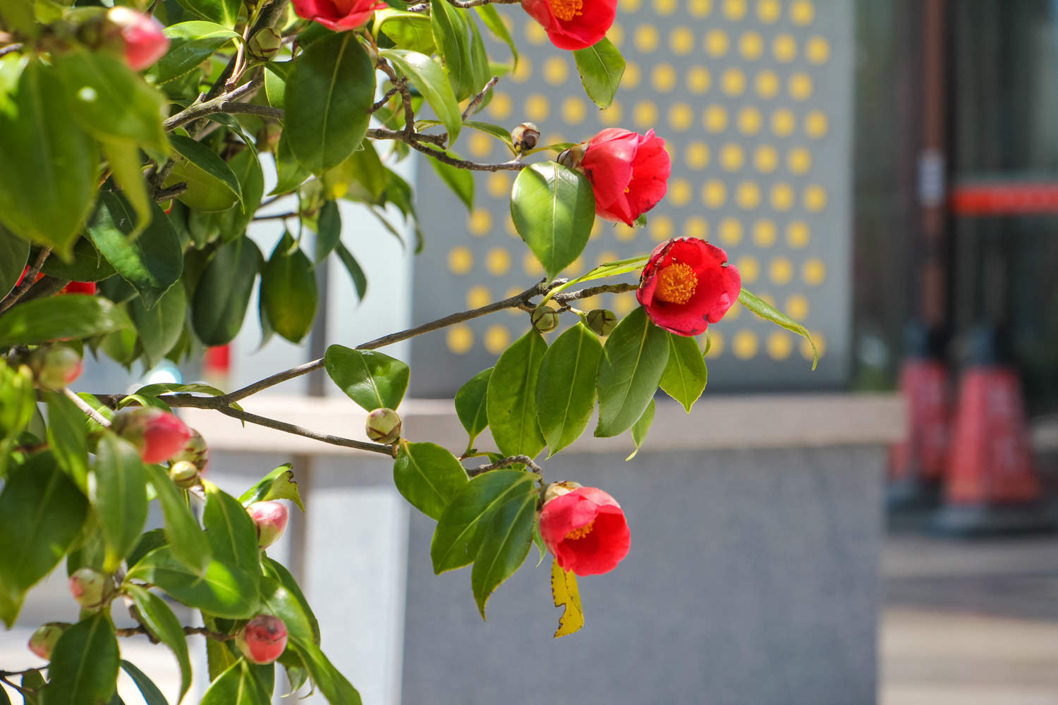 茶花 茶花