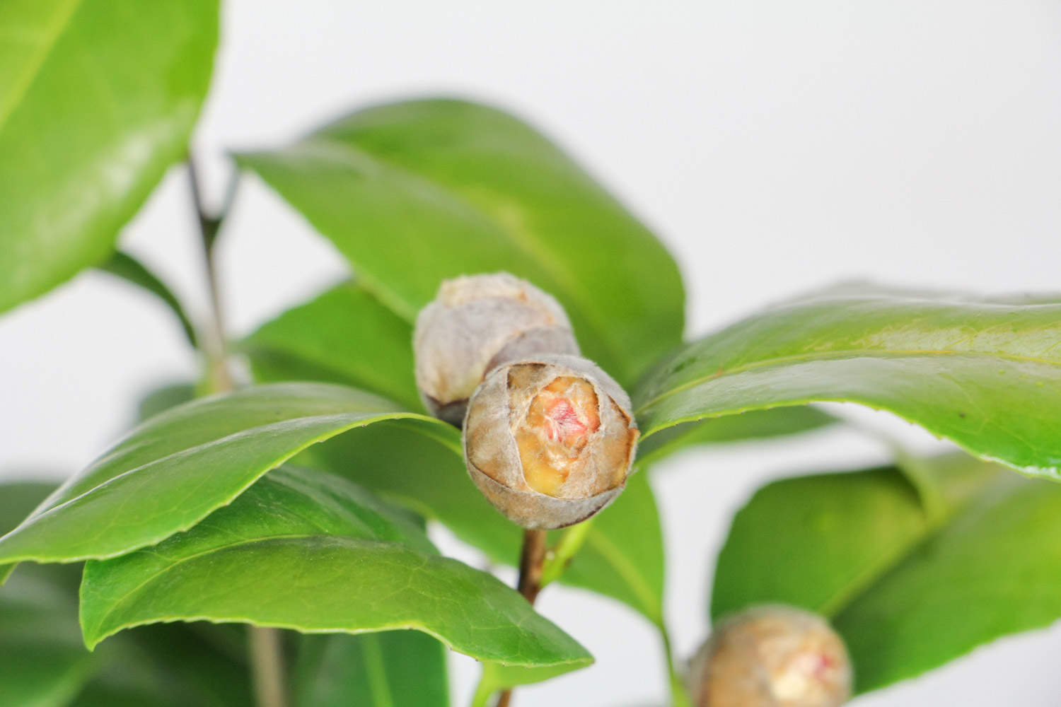 茶花 茶花