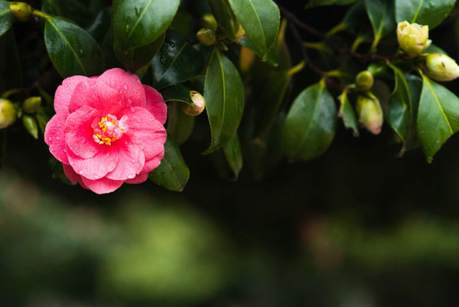 茶花 茶花