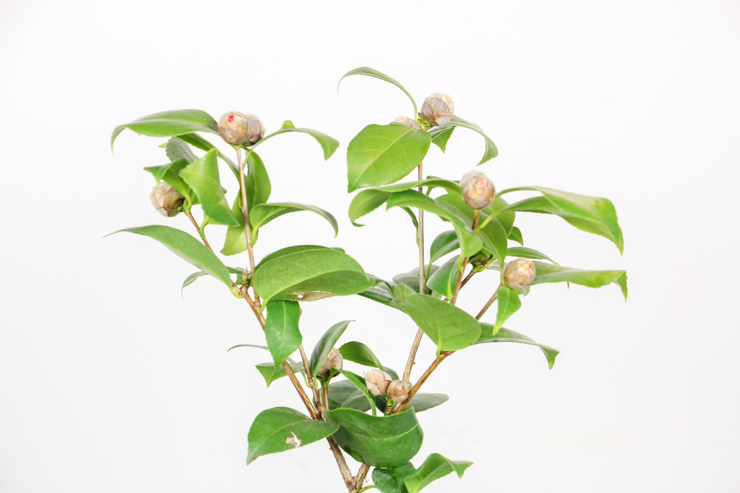 茶花 茶花