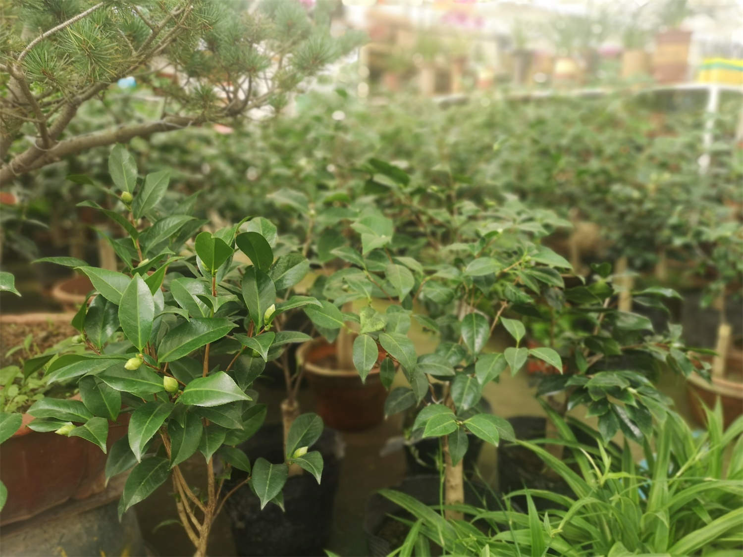 茶花 茶花