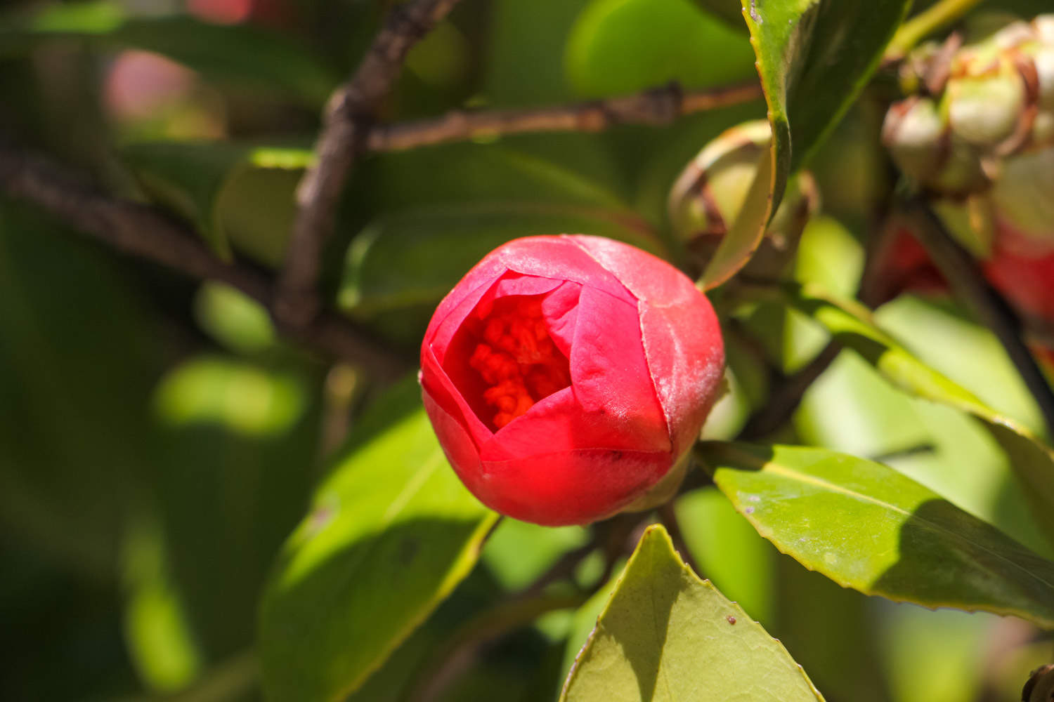茶花 茶花