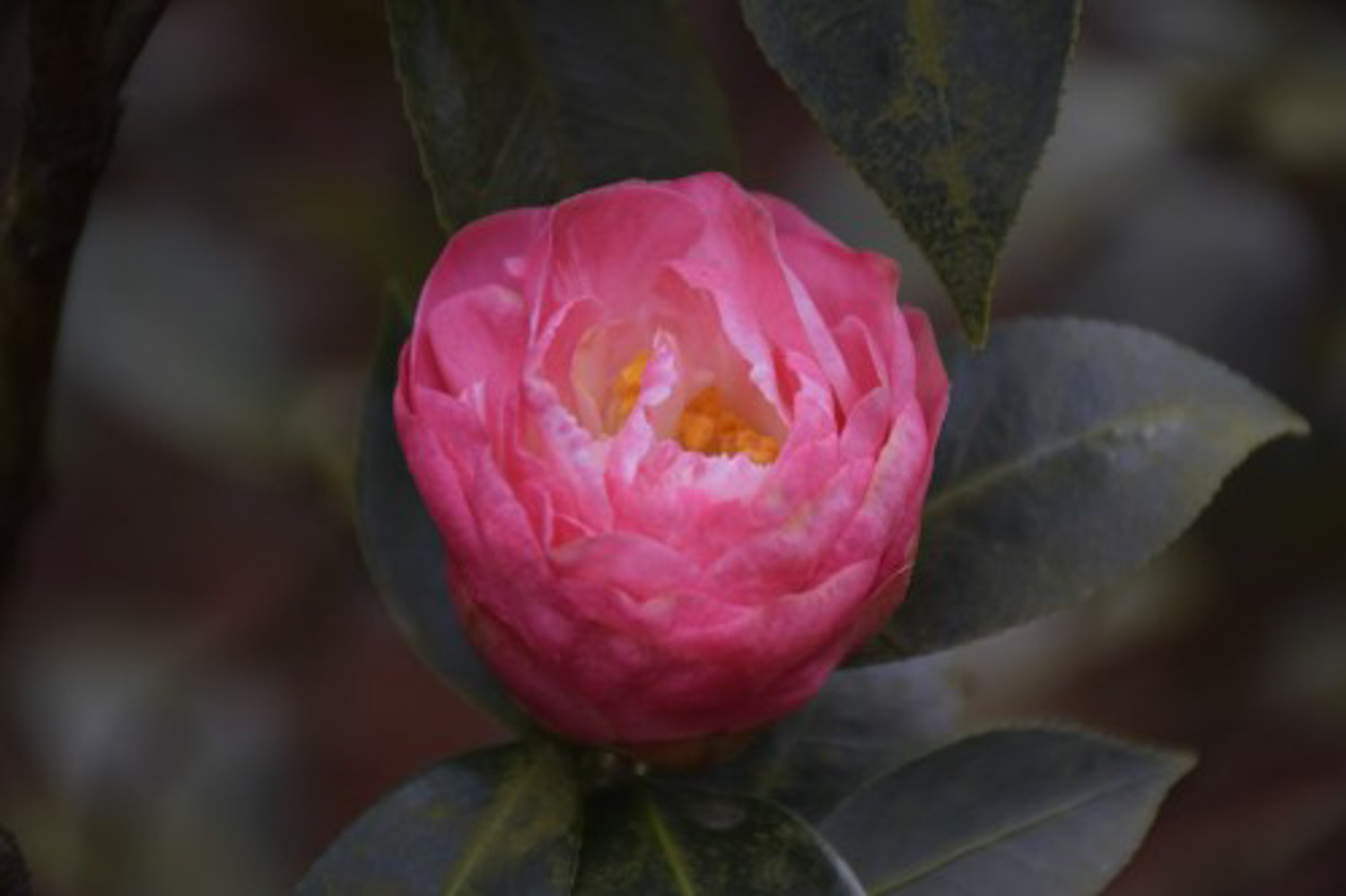茶花 茶花