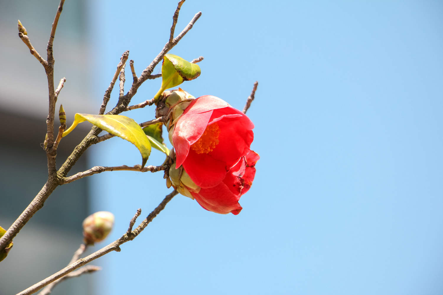 茶花 茶花