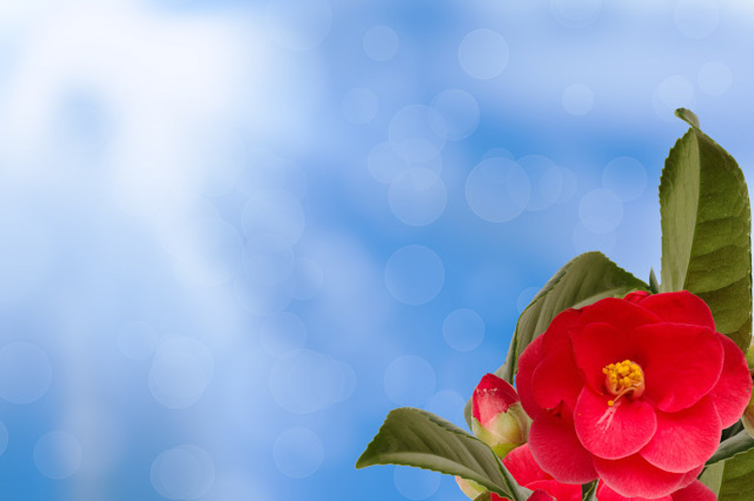 茶花 茶花