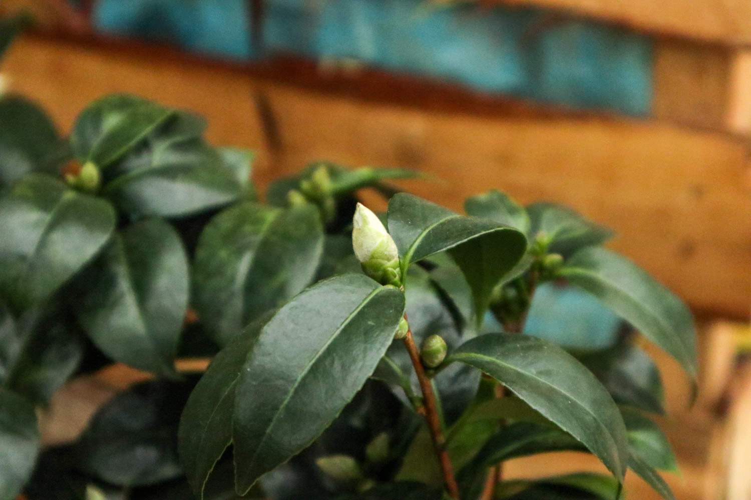 茶花 茶花