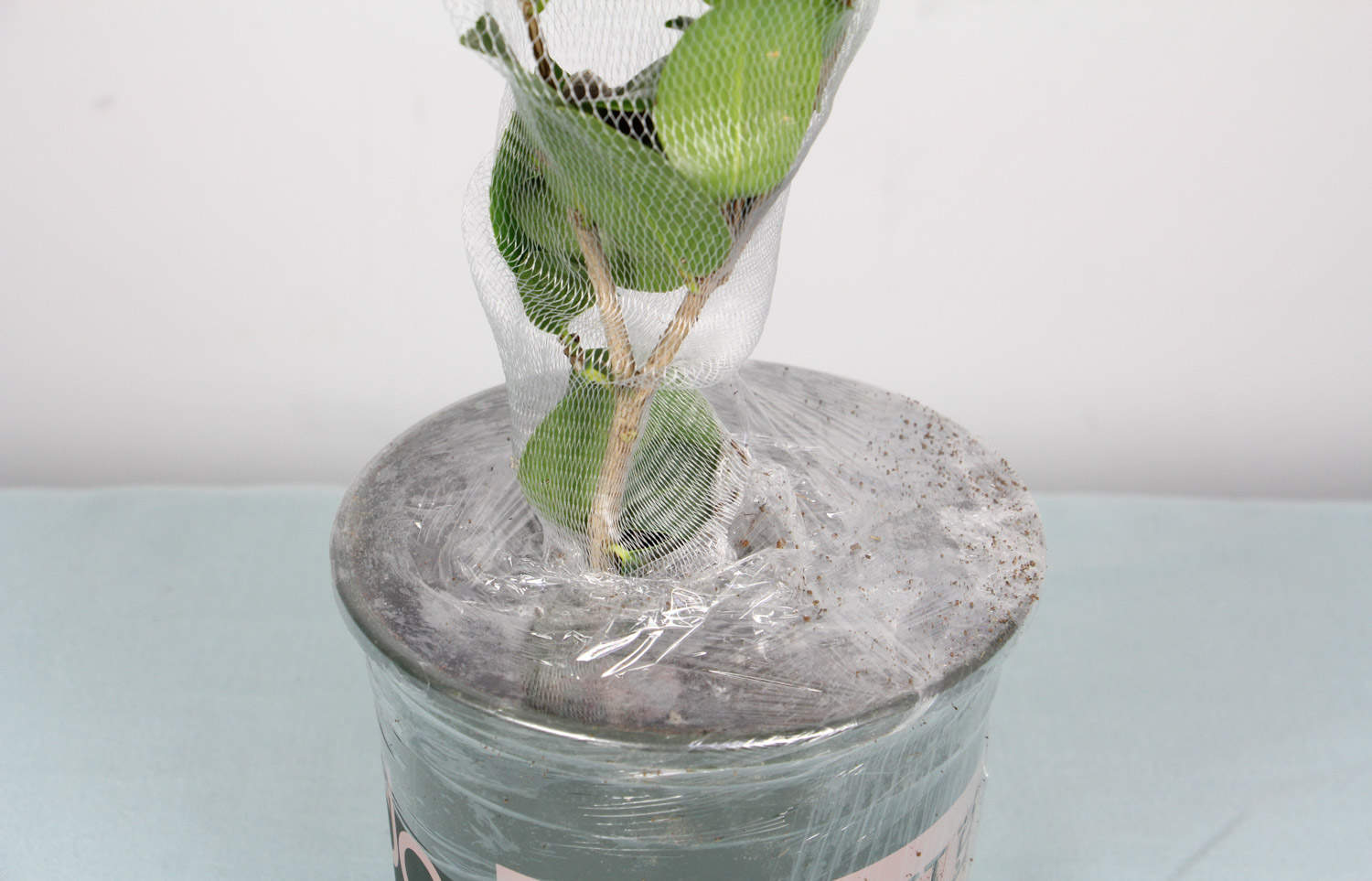 茶花 茶花
